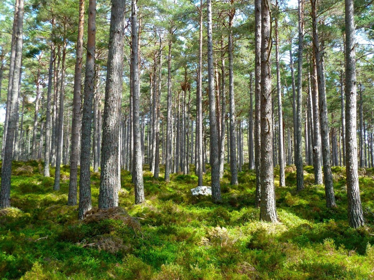 forest-trees-ecology-environment-60062