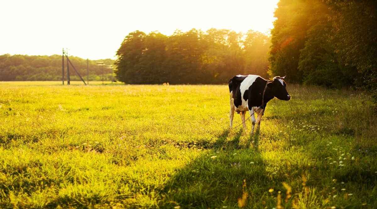 Na obrazie pojawia się czarno-biała krowa na nasłonecznionej, trawiastej polanie. W tle widoczne drzewa oraz słup elektryczny.