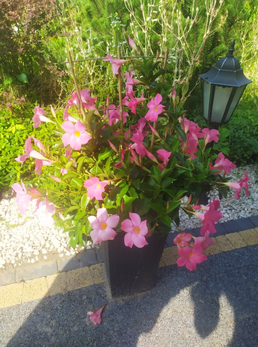 Kwiat z różowymi pąkami