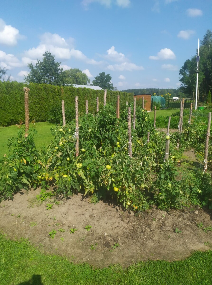 dojrzewające pomidory
