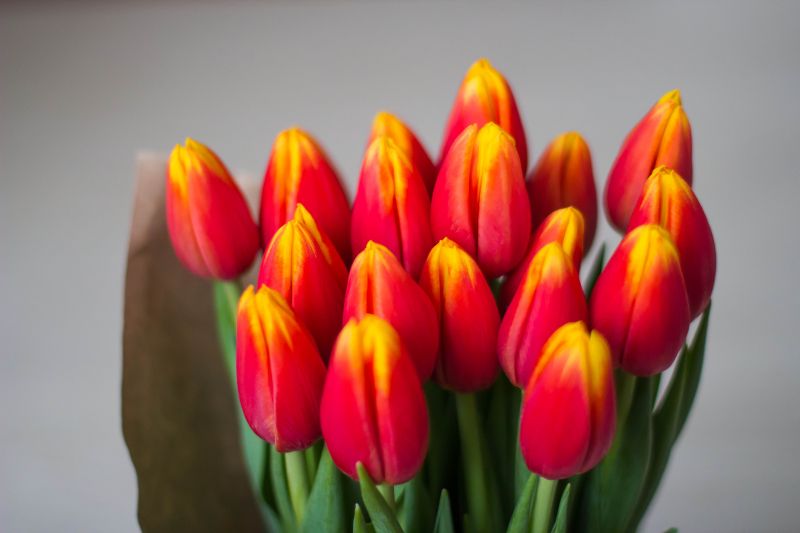Bukiet czerwonych tulipanów