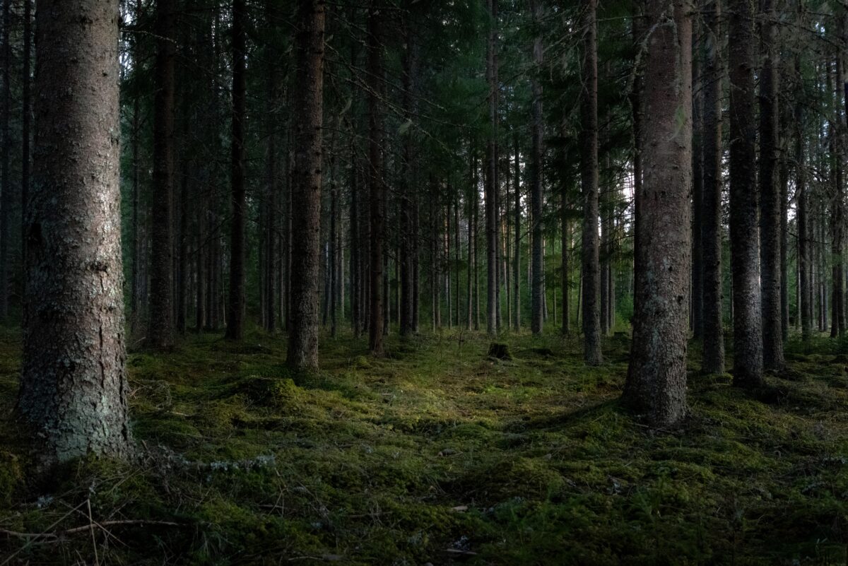 Informacja dla właścicieli lasów państwowych na terenie gm. Dobre