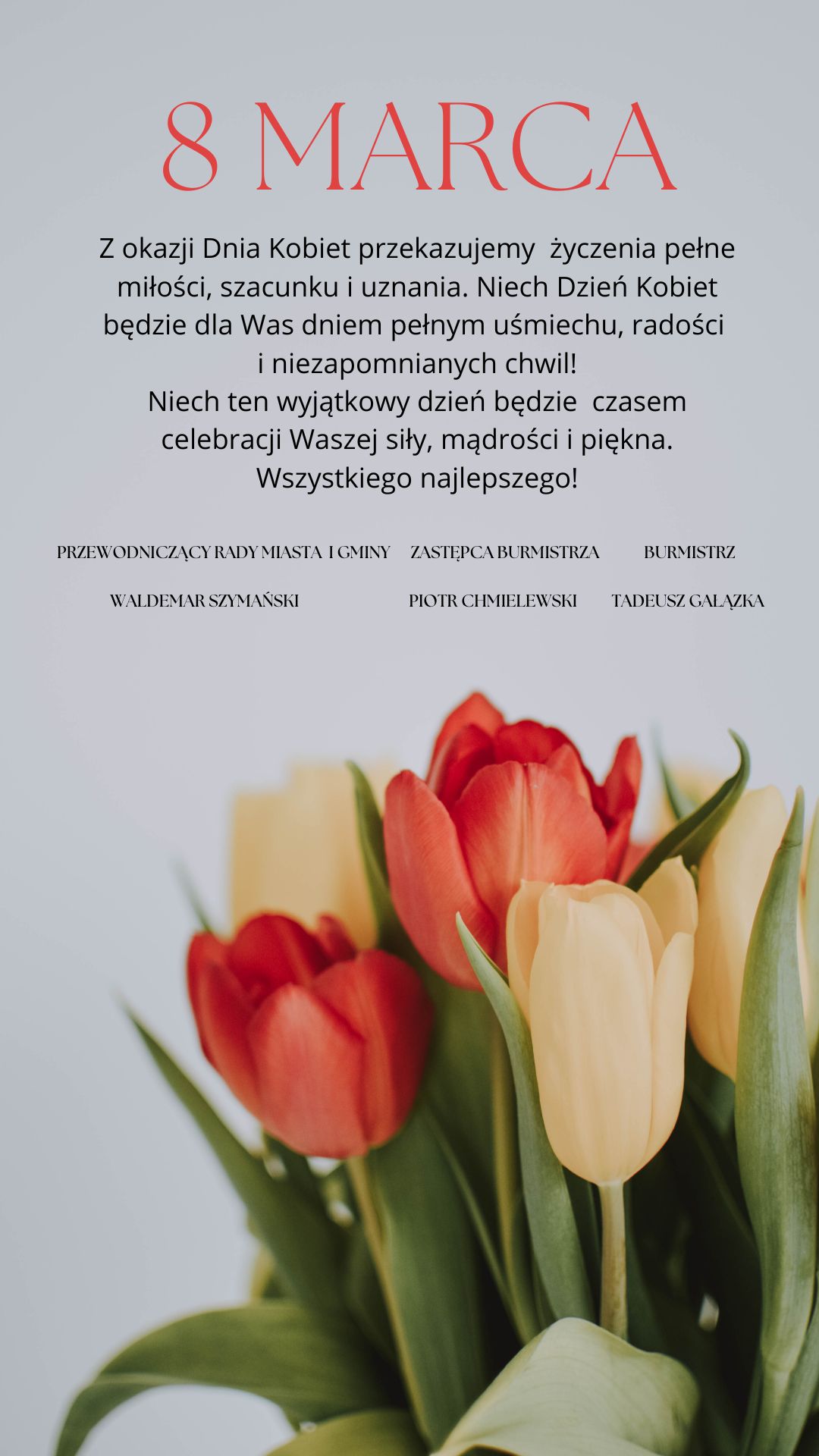 Na zdjęciu jest bukiet jasnokolorowych tulipanów na neutralnym tle. W okolicy widocznej jest również tekst, ale nie można go używać w zasięgu ręki, co oznacza ograniczenie.