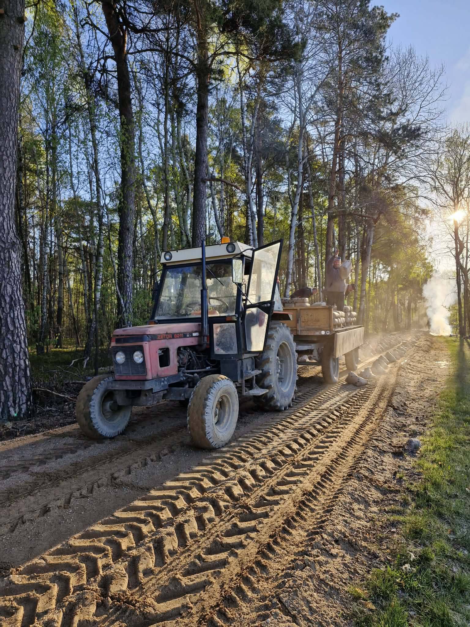 Traktor na leśnej drodze, czerwony, przewozi drewno w przyczepie. W tle wysoka zieleń. Słońce świeci między drzewami.