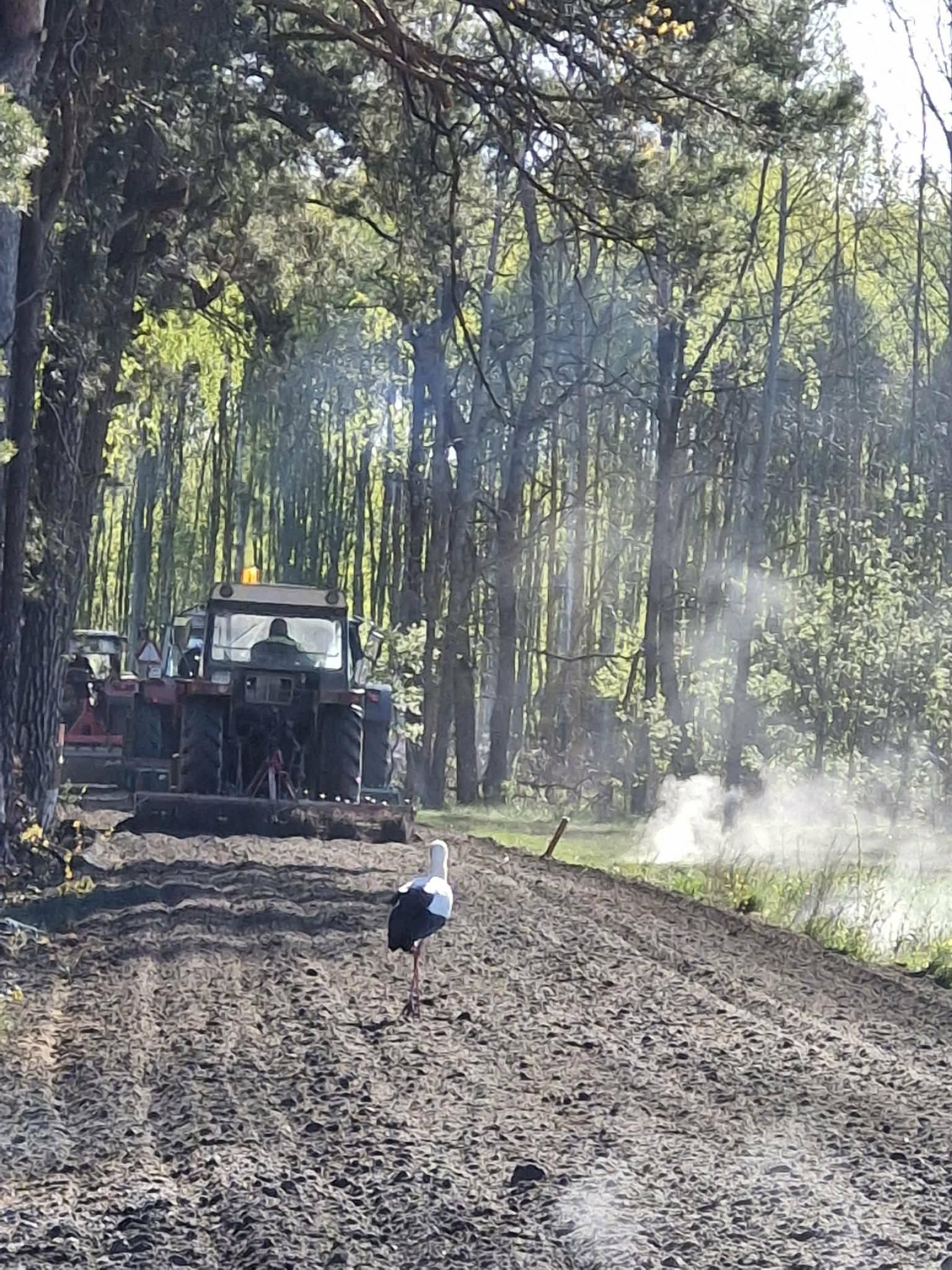 Na drodze między drzewami jedzie traktor, przed nim idzie bocian. Tło to zielony las, a w powietrzu widoczne są dymy. Kolory dominujące to zieleń i brąz.